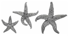 Magali Silver Starfish