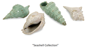 SeaShell Collection